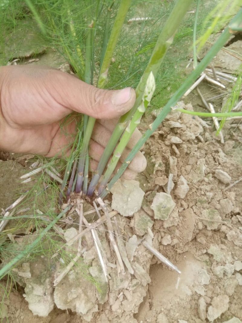 高产芦笋苗养殖金蝉用苗包技术，