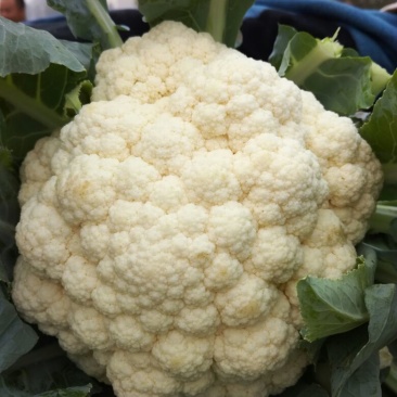 菜花2斤紧密乳白