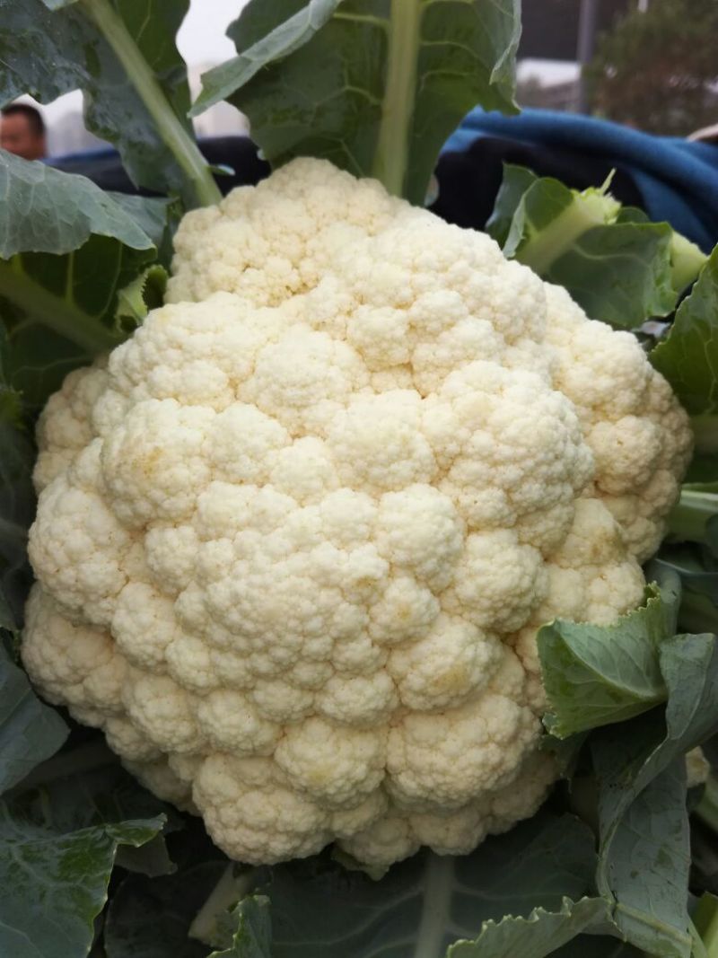 菜花2斤紧密乳白