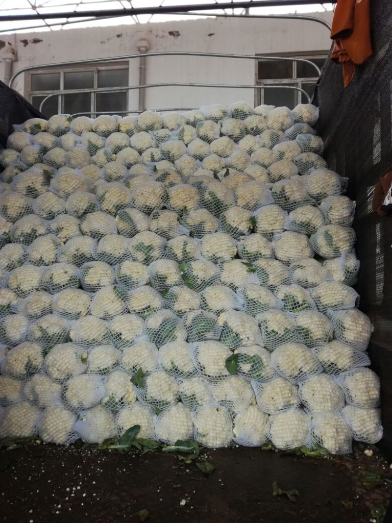 菜花2斤紧密乳白