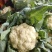 菜花2斤紧密乳白