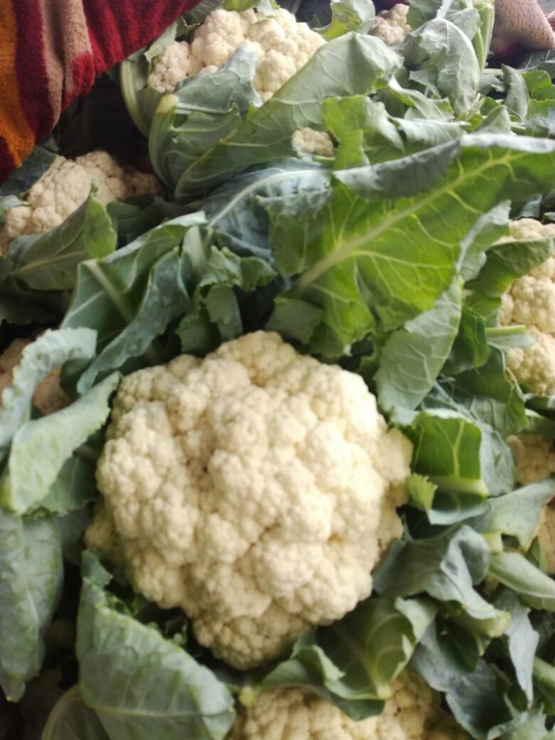 菜花2斤紧密乳白