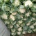 白面青梗松花菜2~3斤散花乳白