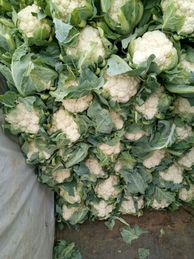 白面青梗松花菜2~3斤散花乳白