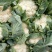 白面青梗松花菜2~3斤散花乳白