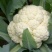 白面青梗松花菜2~3斤散花乳白