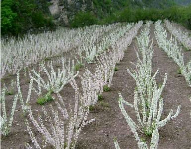 钙果树苗中华农大高钙果苗欧李苗南北方盆栽地栽果树苗当年结