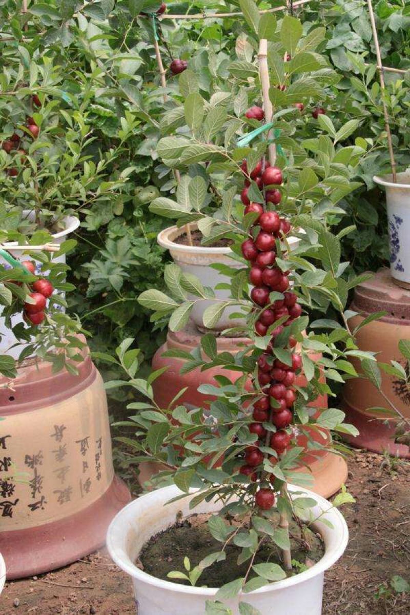 钙果树苗中华农大高钙果苗欧李苗南北方盆栽地栽果树苗当年结