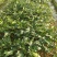 甜王西瓜8斤打底7成熟1茬
