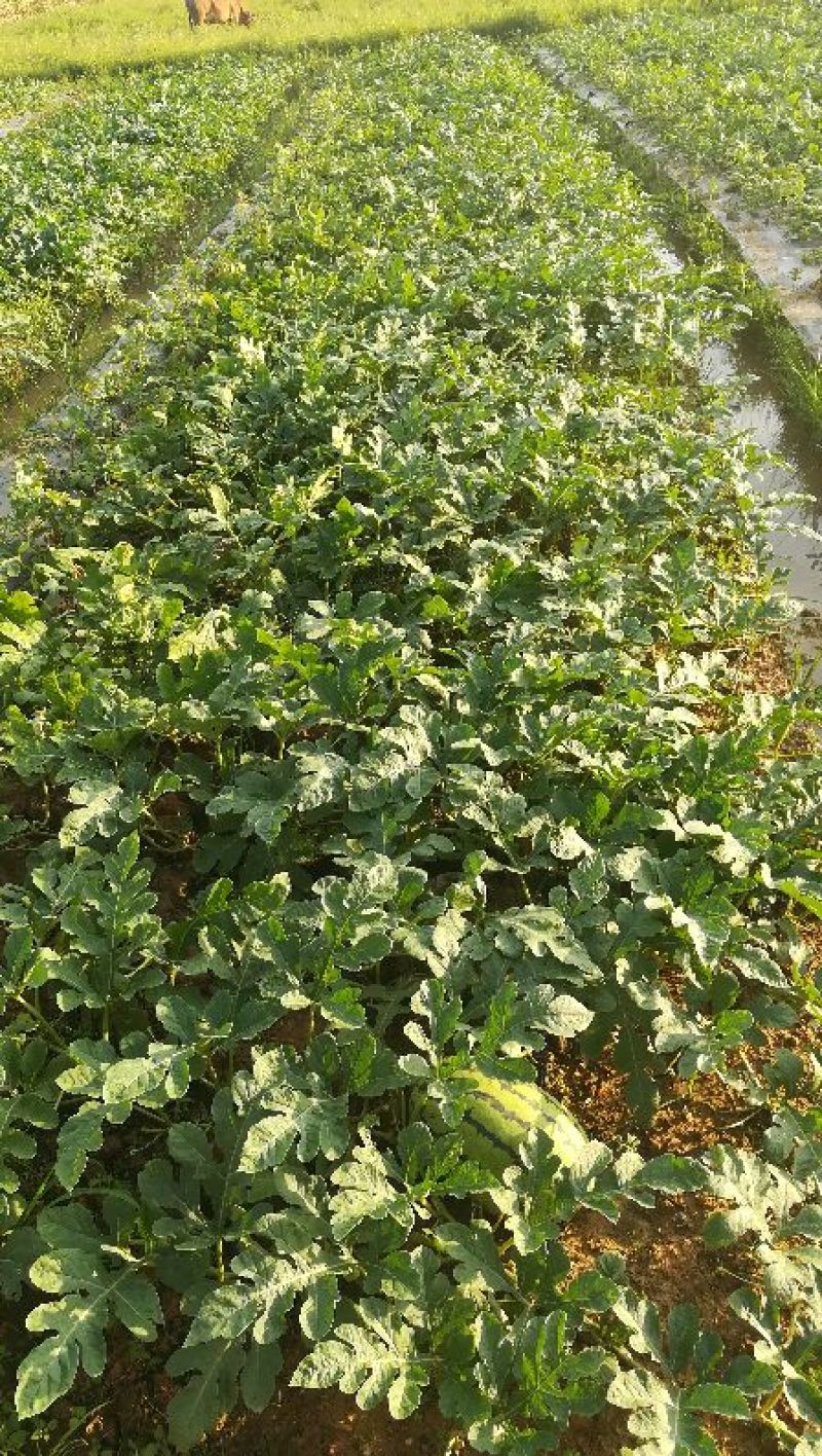 甜王西瓜8斤打底7成熟1茬