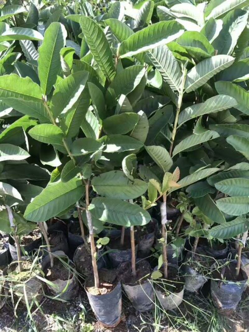 珍珠番石榴苗，西瓜红番石榴，红宝石番，四季开花结果易管理