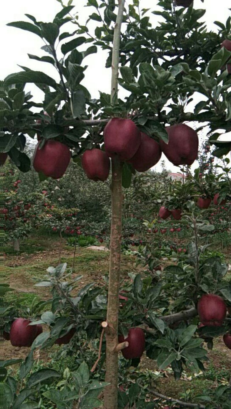 花牛70mm以上光果
