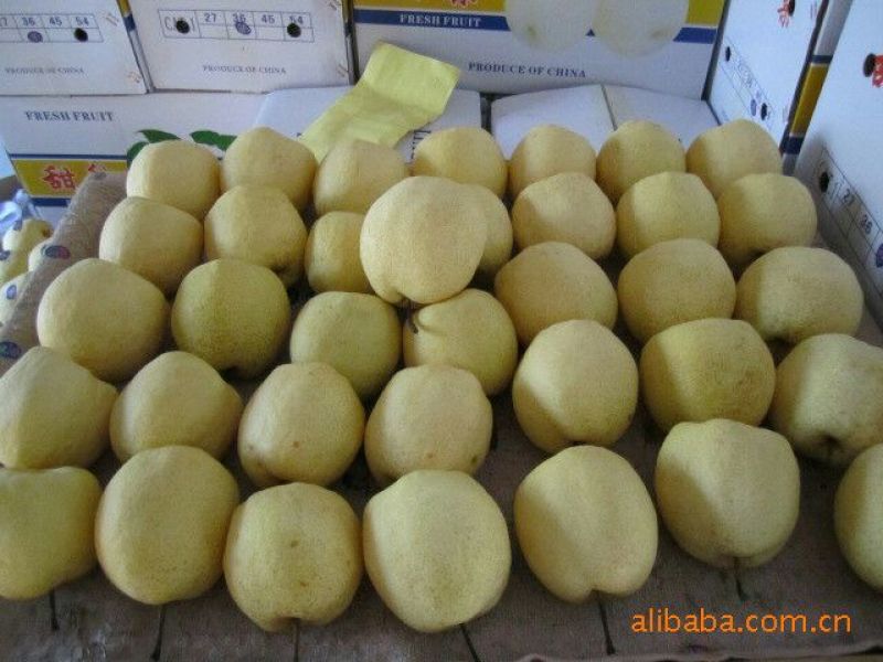蒲城酥梨大量上市供应中，贡梨250~300g筐装
