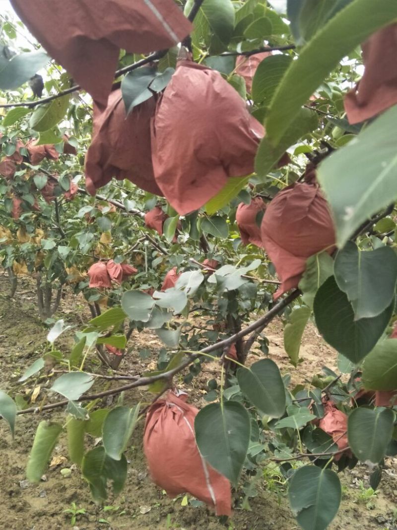 蒲城酥梨大量上市供应中，贡梨250~300g筐装
