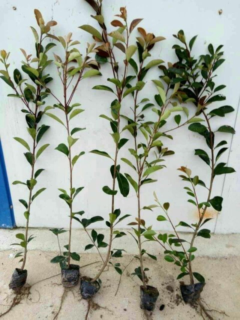 地被月季等30~40cm50-60cm