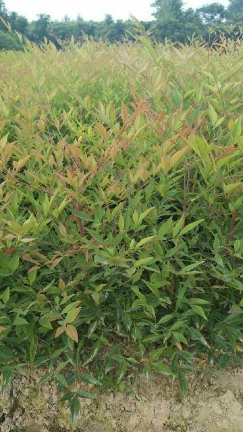 地被月季等30~40cm50-60cm