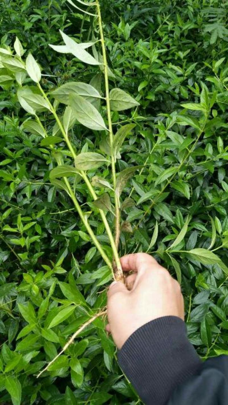 地被月季等30~40cm50-60cm