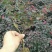 地被月季等30~40cm50-60cm