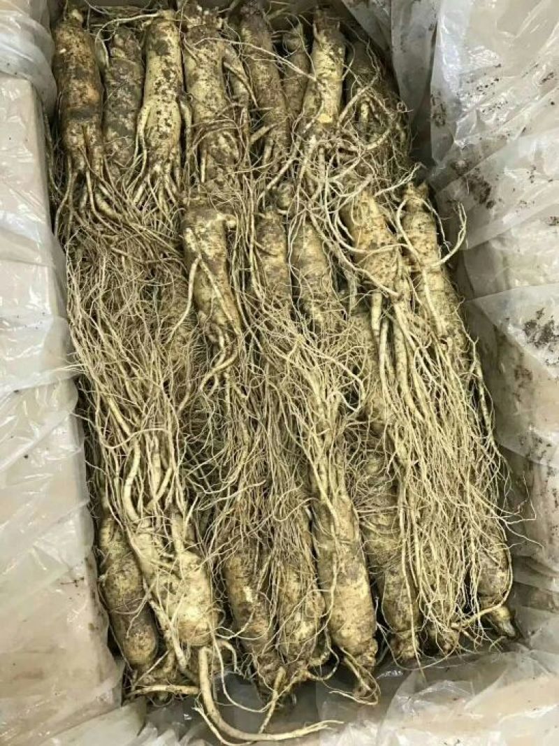 吉林人参鲜