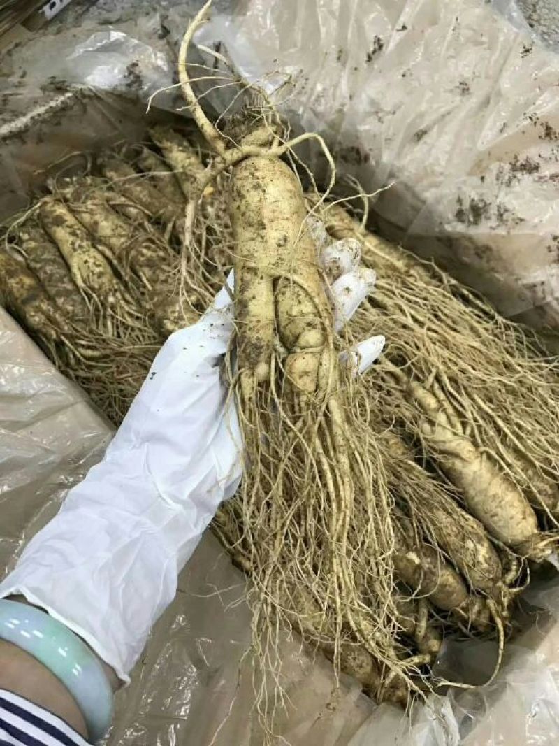 吉林人参鲜