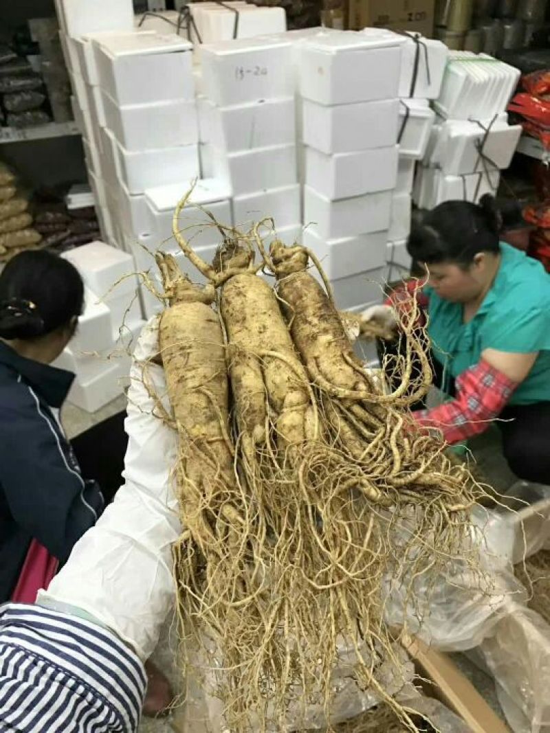 吉林人参鲜