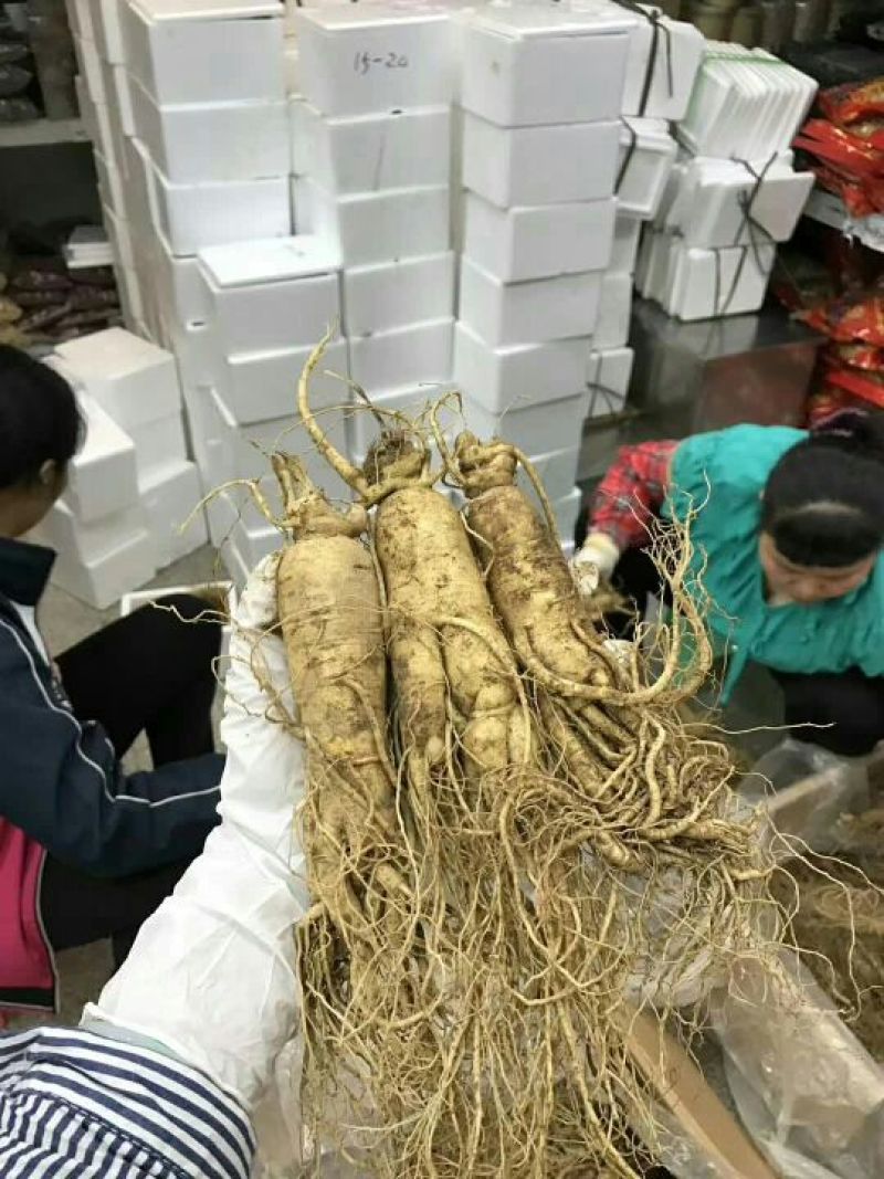 吉林人参鲜