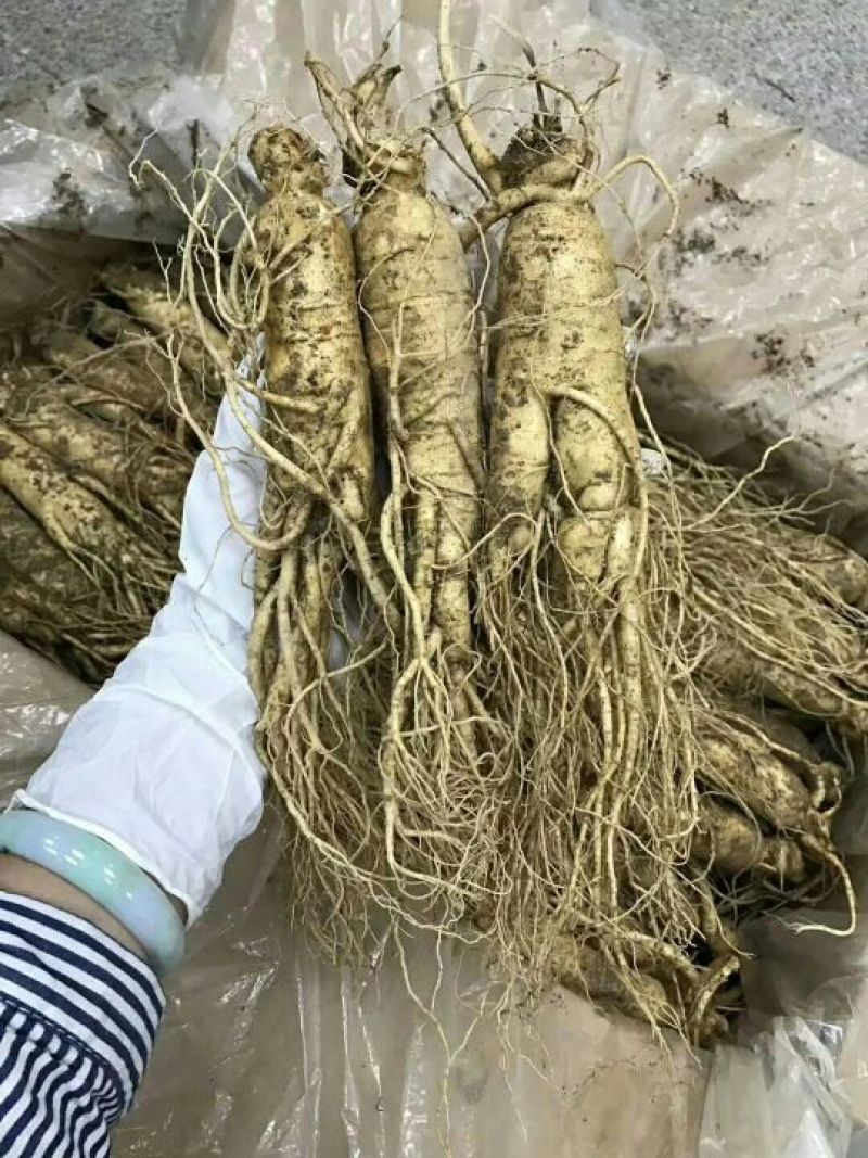 吉林人参鲜