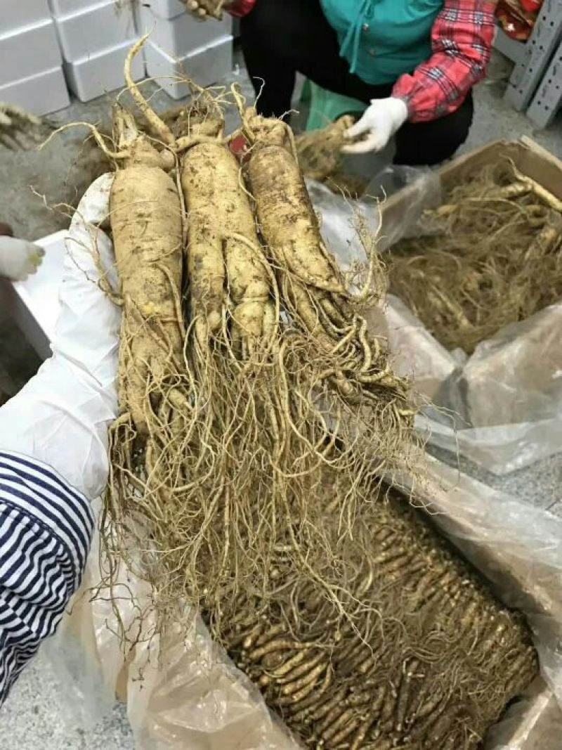 吉林人参鲜