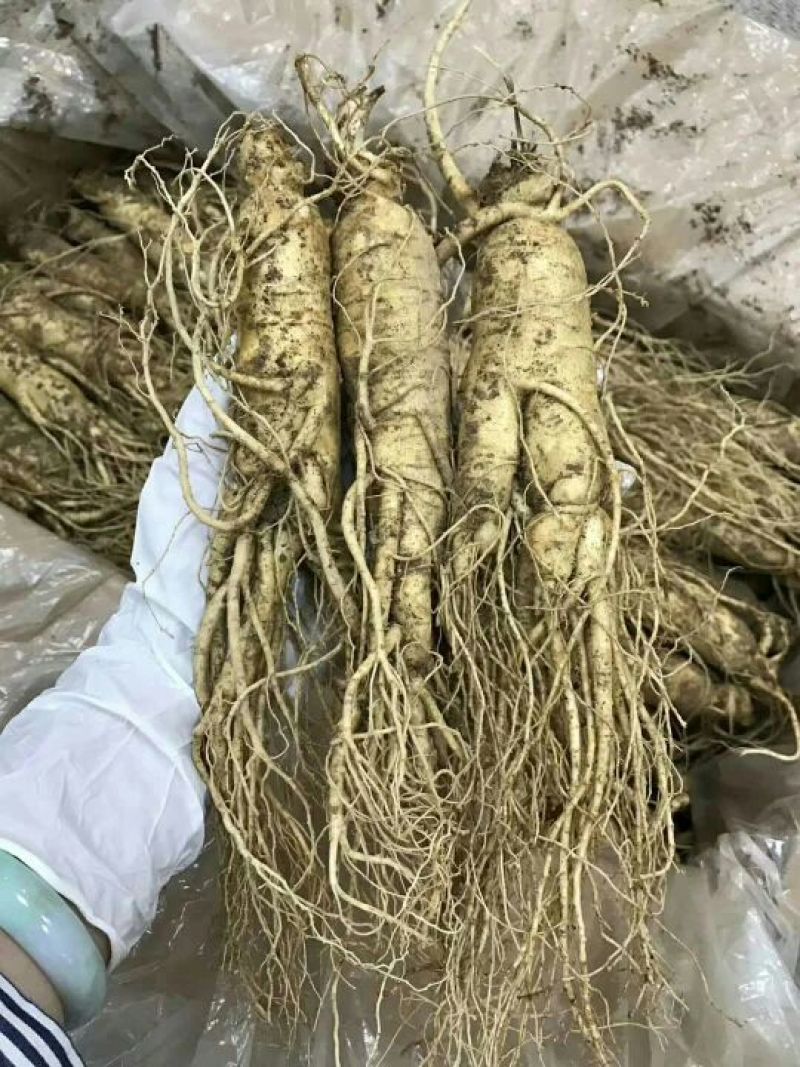 吉林人参鲜