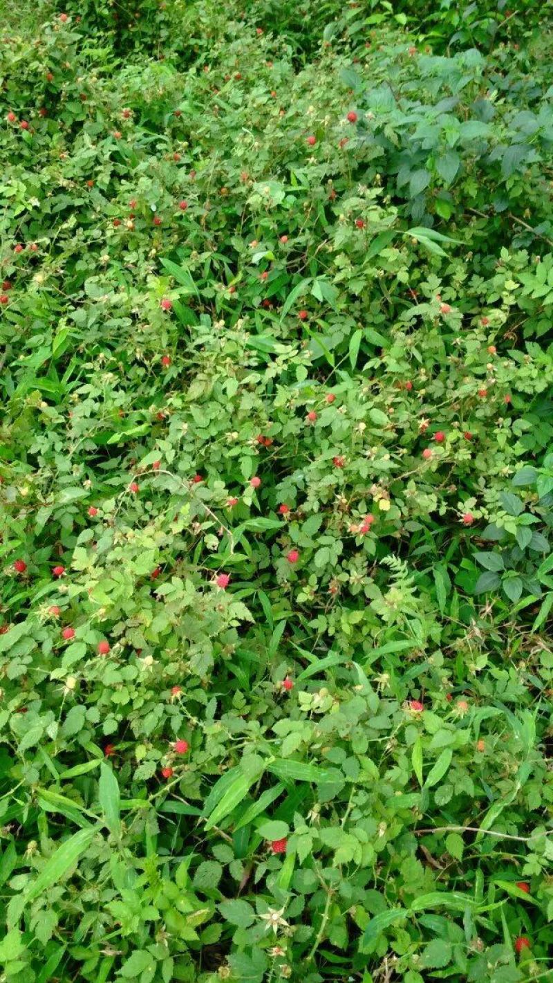 草莓苗30~40cm