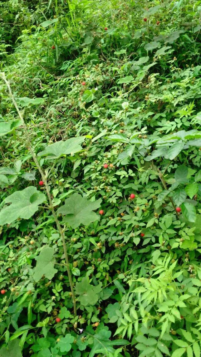 草莓苗30~40cm