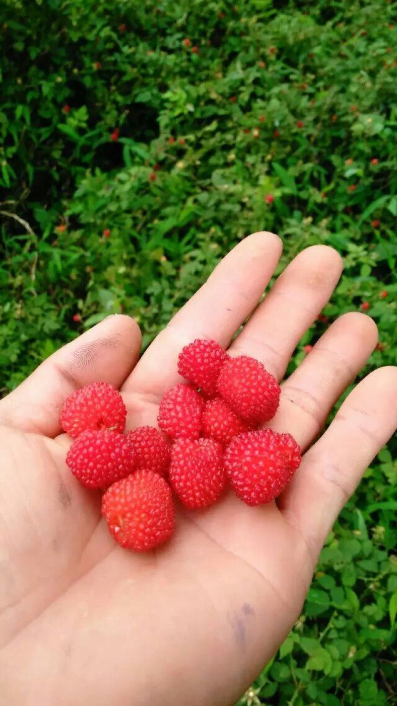 草莓苗30~40cm