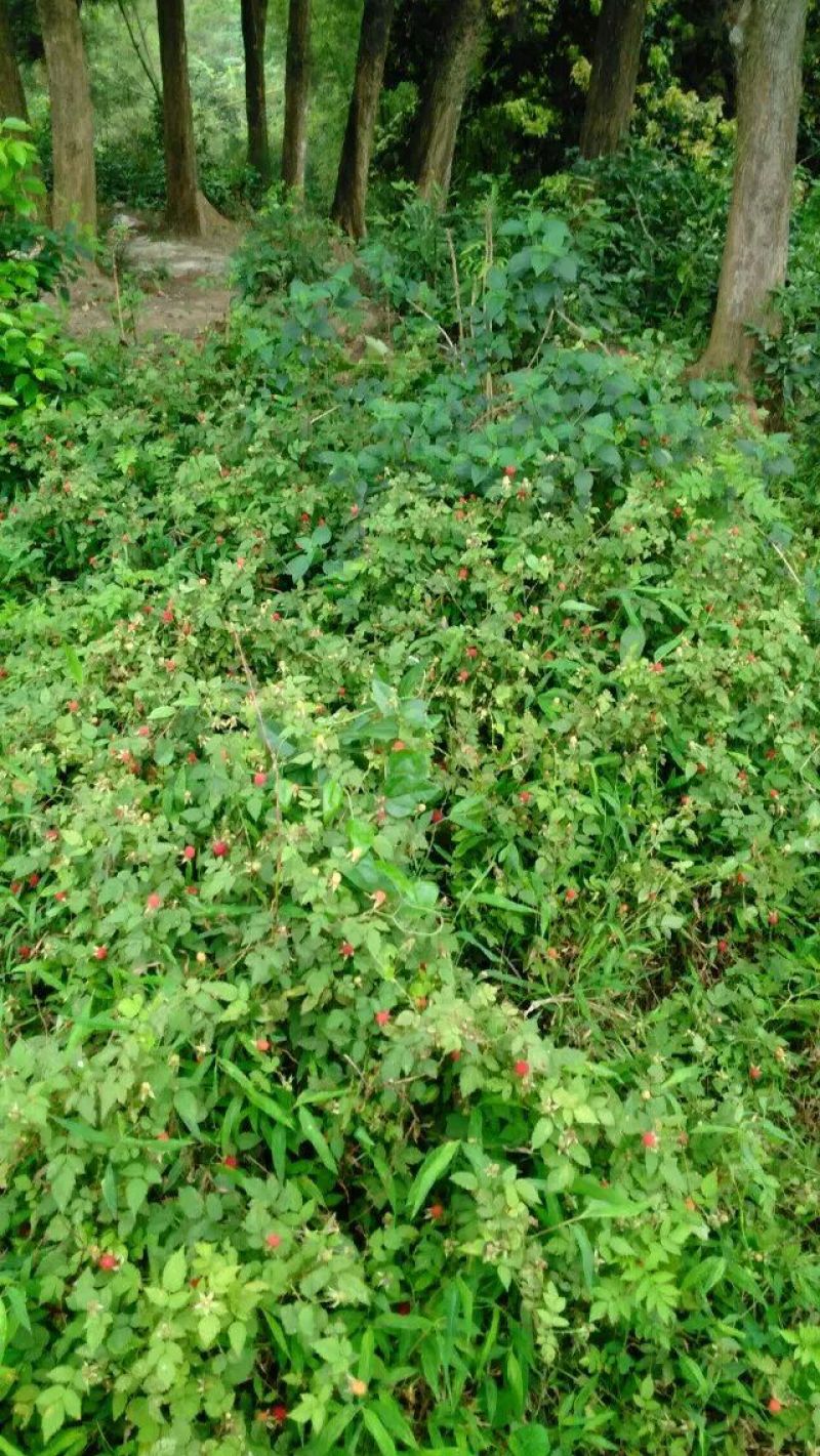 草莓苗30~40cm