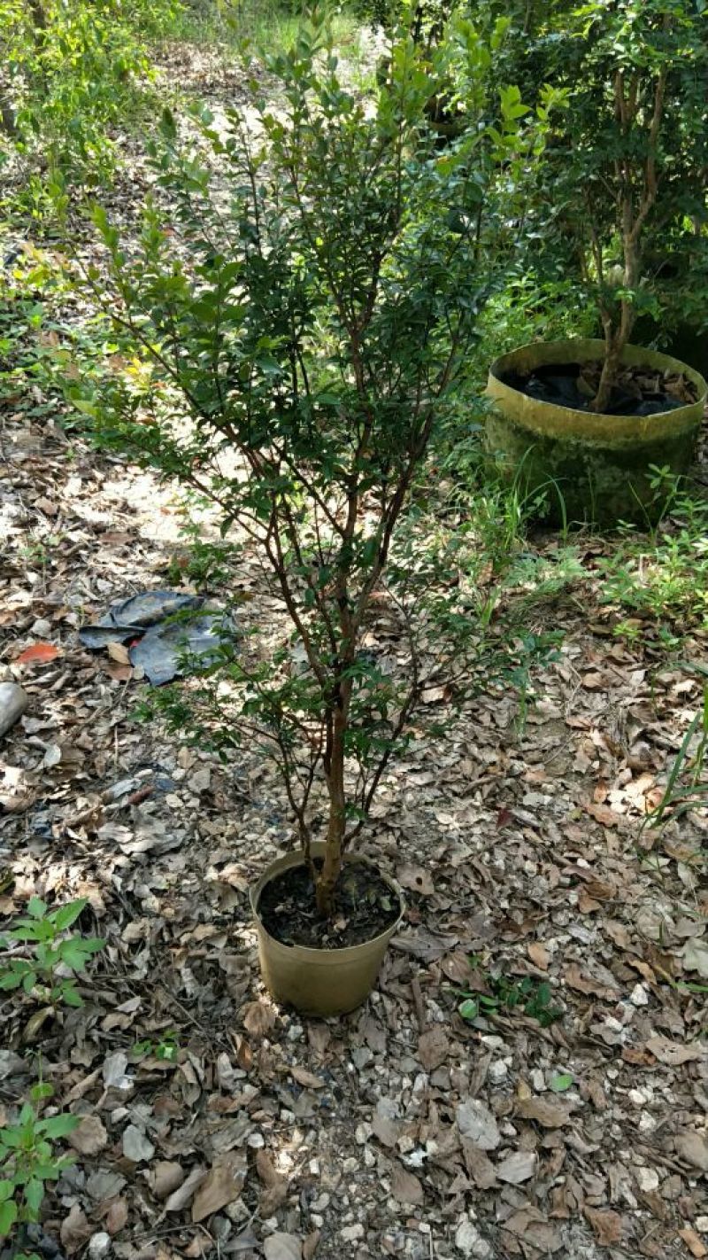 嘉宝果树苗4年