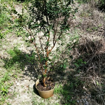 嘉宝果树苗4年