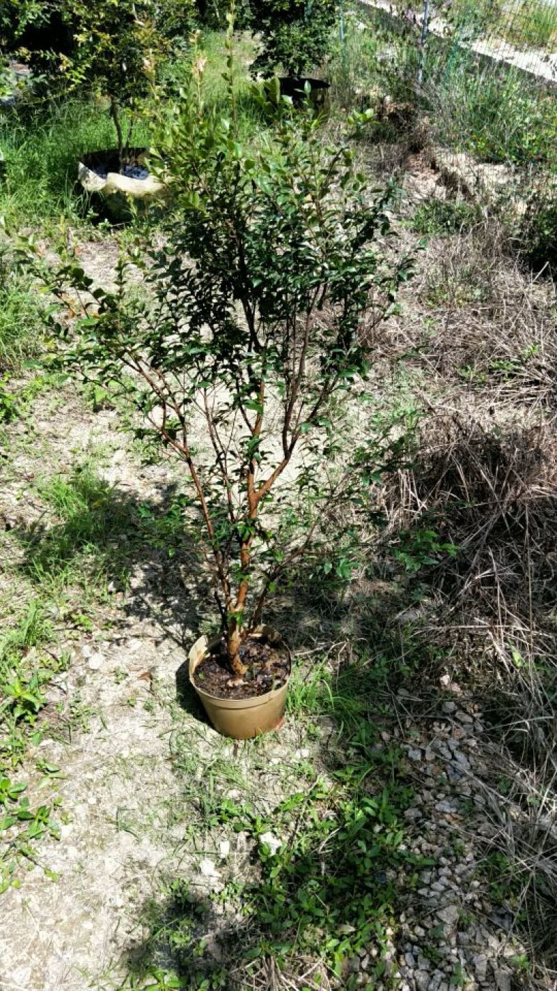 嘉宝果树苗4年