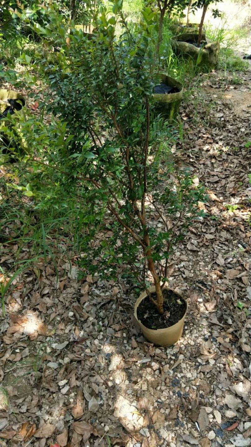 嘉宝果树苗4年