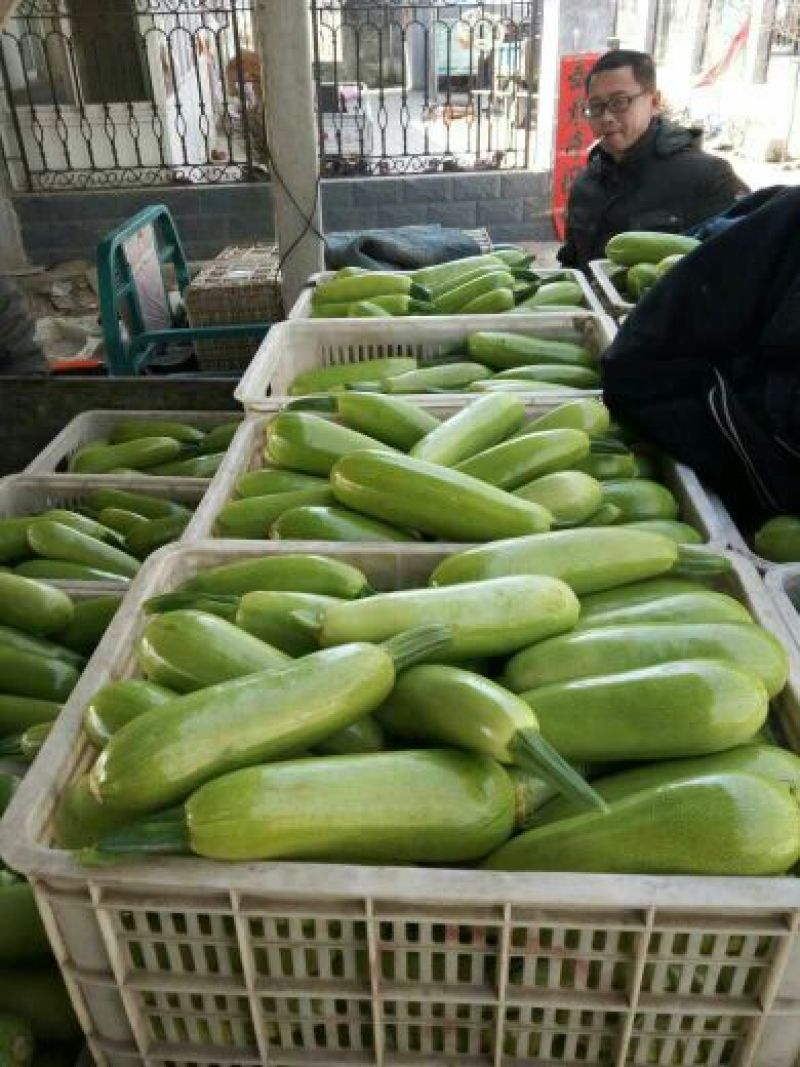 绿皮西葫芦山东西葫芦大棚蔬菜产区，代收代发全国