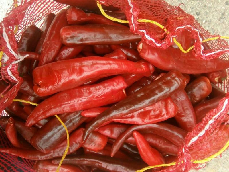 红线椒15~20厘米红中辣