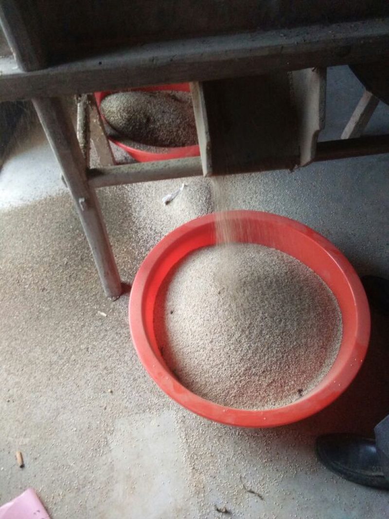 白芝麻生