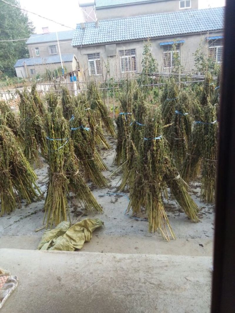 白芝麻生