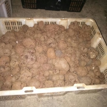 块菌