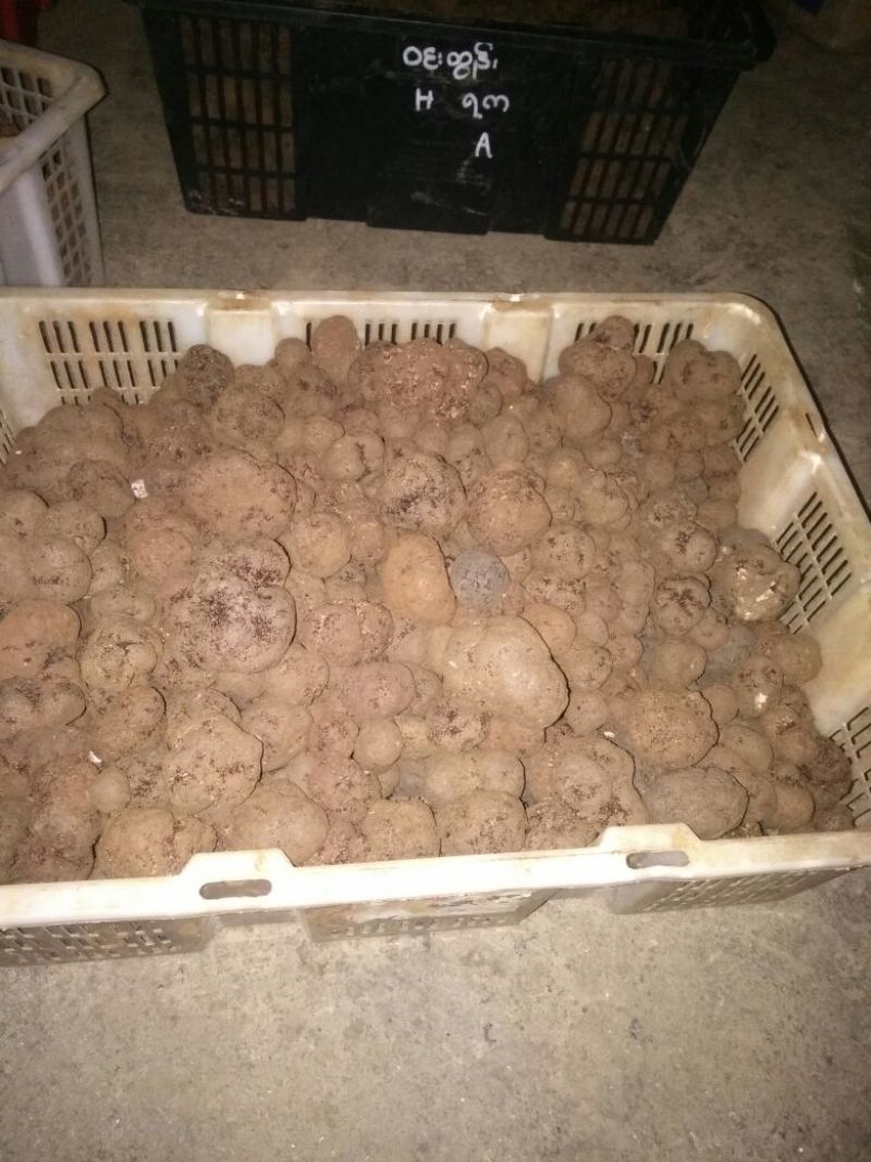 块菌