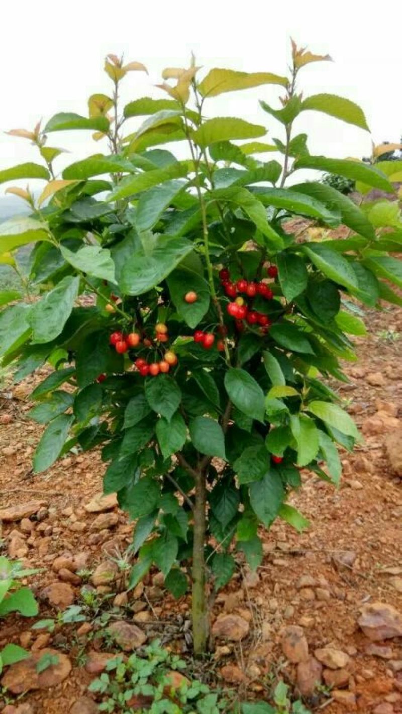 贵州纳雍正宗玛瑙红樱桃树苗2年50~80cm