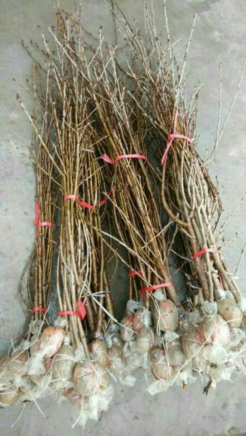 贵州纳雍正宗玛瑙红樱桃树苗2年50~80cm