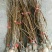 贵州纳雍正宗玛瑙红樱桃树苗2年50~80cm