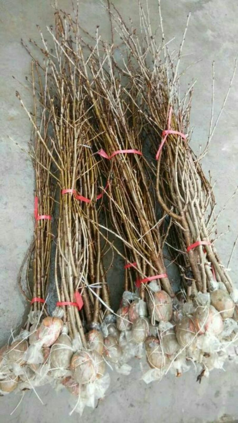 贵州纳雍正宗玛瑙红樱桃树苗2年50~80cm
