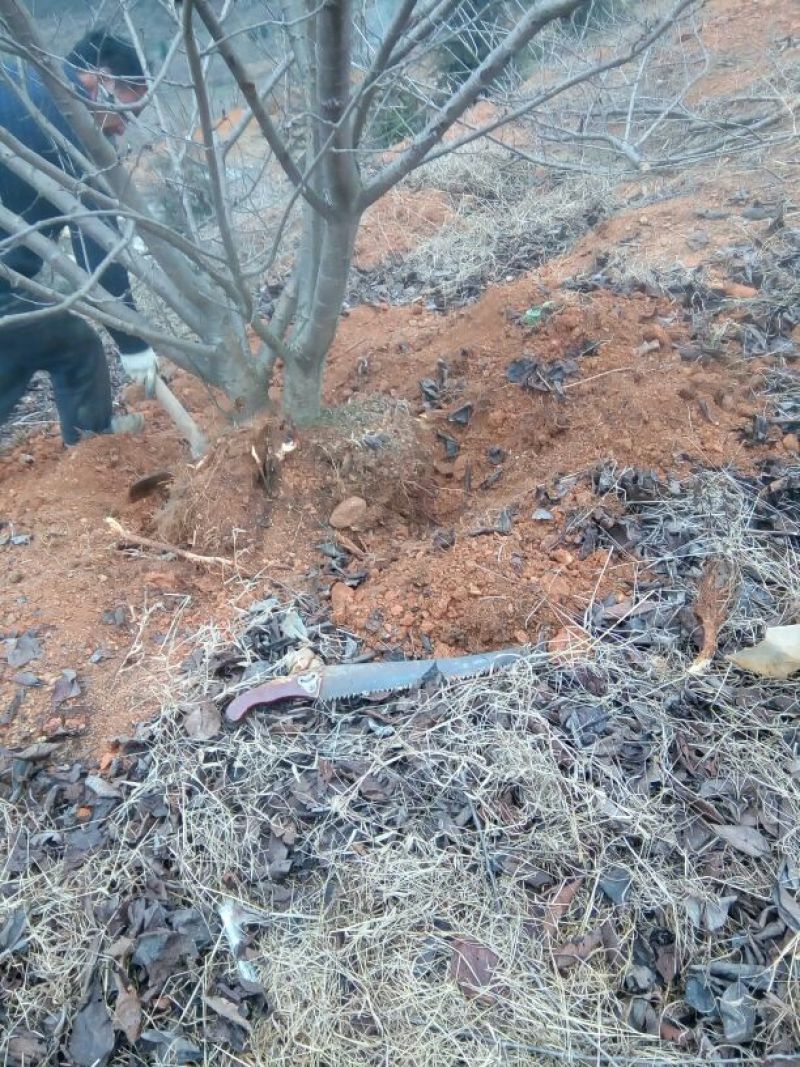 贵州纳雍正宗玛瑙红樱桃树苗2年50~80cm
