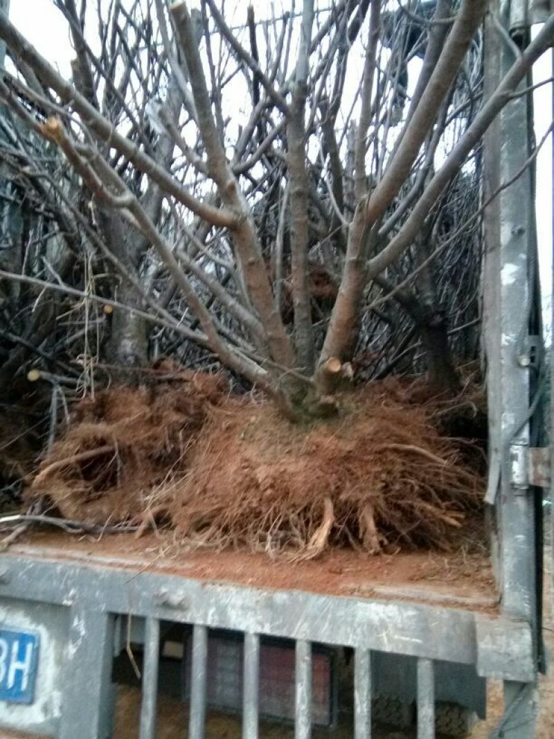 贵州纳雍正宗玛瑙红樱桃树苗2年50~80cm