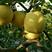 黄金梨树苗80cm以上0.8cm
